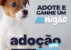 Amor de Quatro Patas: Feira de Adoção em Atibaia