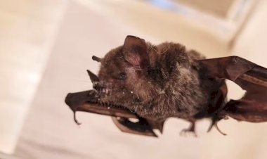 Prefeitura de Jundiaí Identifica 10º Caso de Raiva em Morcego