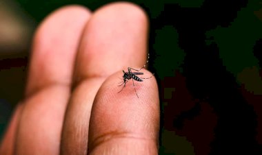 Combate à Dengue: Atibaia em Situação de Alarme