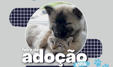 Feira de adoção: cães e gatos resgatados esperam por um lar amoroso