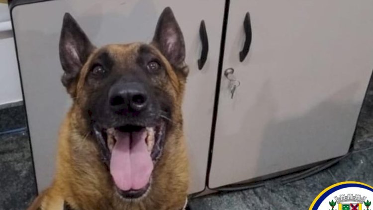 Cão da Guarda Civil Municipal Ajuda Polícia Civil a Apreender Drogas em Bragança Paulista