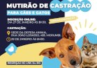 Primeiro Mutirão de Castração de 2025 em Atibaia: Inscrições Abertas
