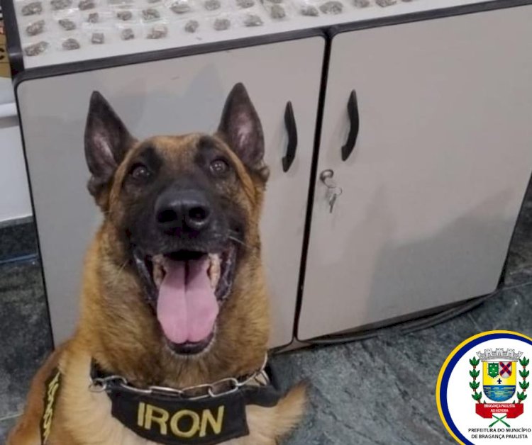 Cão da Guarda Civil Municipal Ajuda Polícia Civil a Apreender Drogas em Bragança Paulista