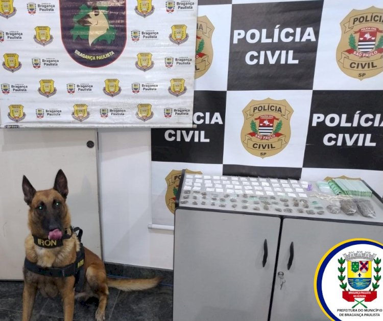 Cão da Guarda Civil Municipal Ajuda Polícia Civil a Apreender Drogas em Bragança Paulista