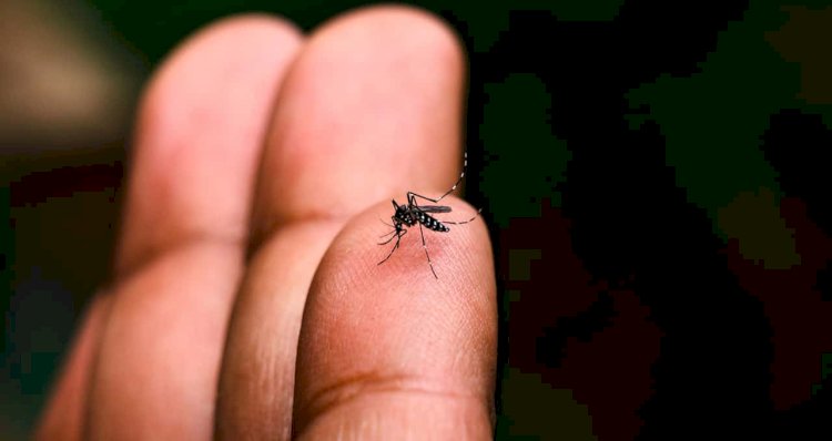 Combate à Dengue: Atibaia em Situação de Alarme
